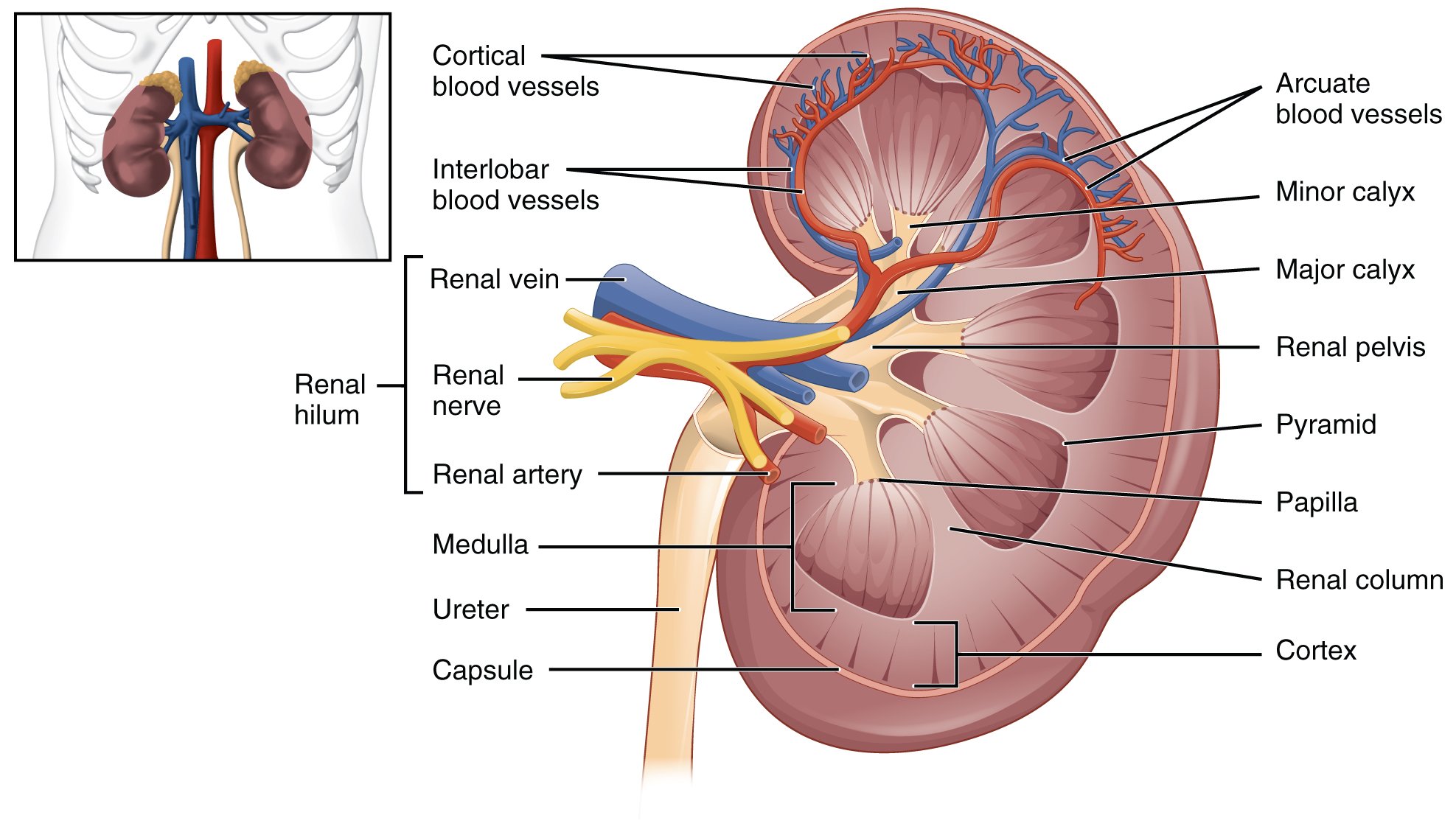 25.3 Gross Anatomy of the Kidney  Anatomy and Physiology