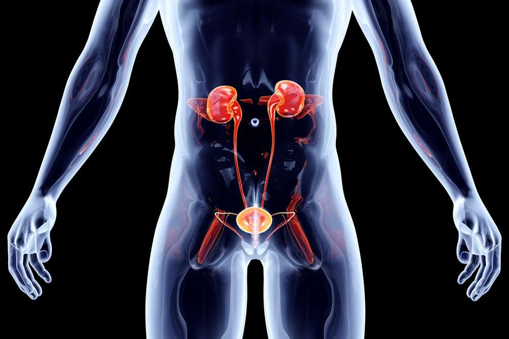 8 Kidney Function And Location â Turn To Be Healthy