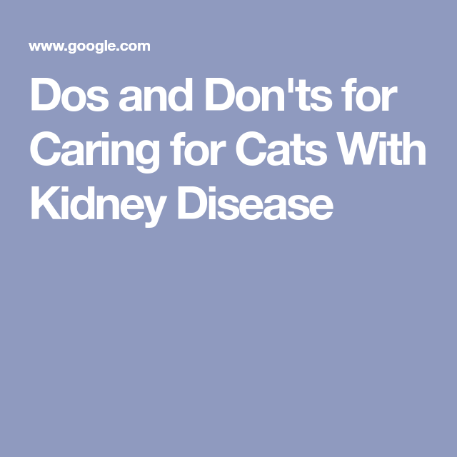 A Feline Expert Shares Her Dos and Donts for Caring for ...