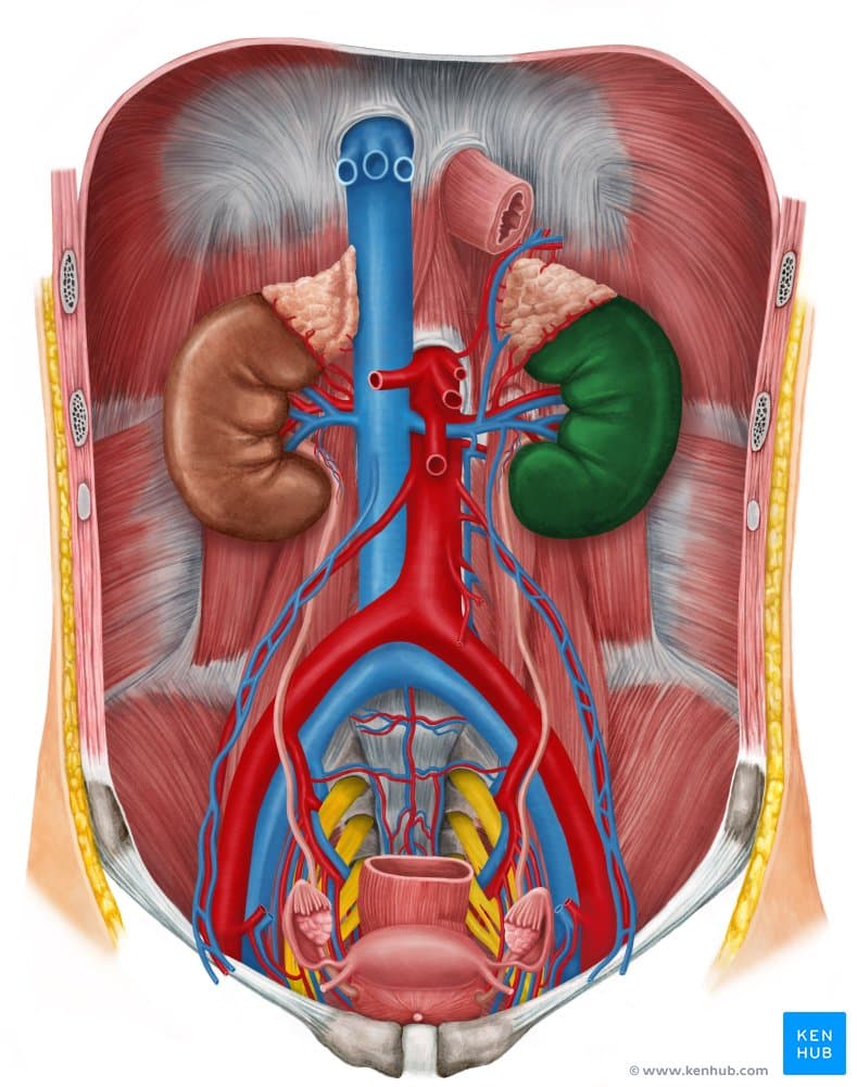 what-body-cavity-is-the-kidney-in-healthykidneyclub