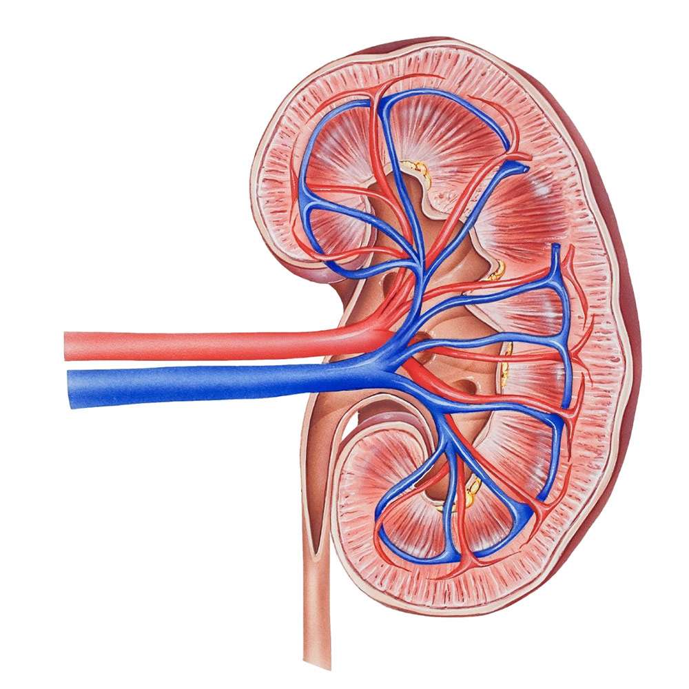About the kidneys