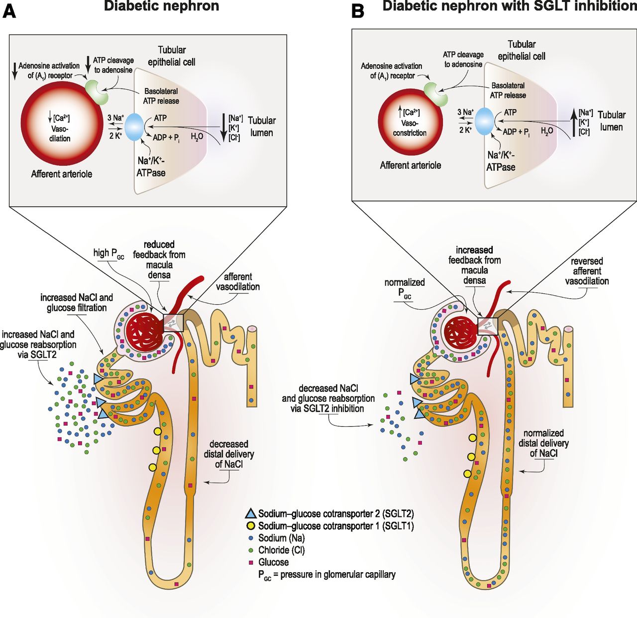 Ace Inhibitor For Renal Protection In Diabetes