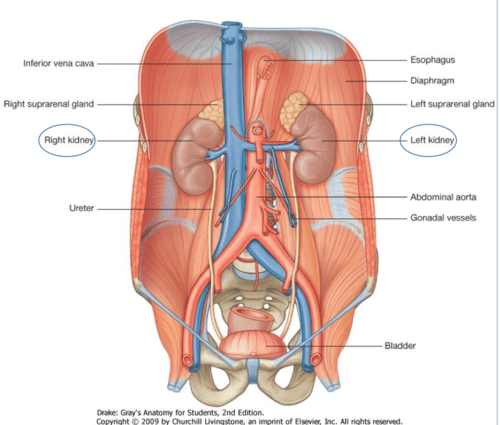 Anatomy Of The Abdominal Wall : Facebook / Incision and closure of the ...
