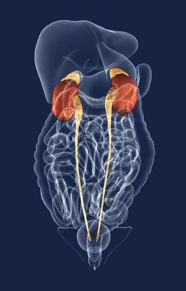 Are Kidney Infections Contagious