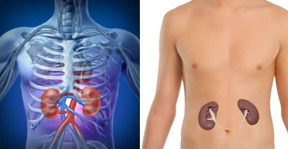 Are The Kidneys Located Inside Of The Rib Cage / Kidney And Adrenal ...