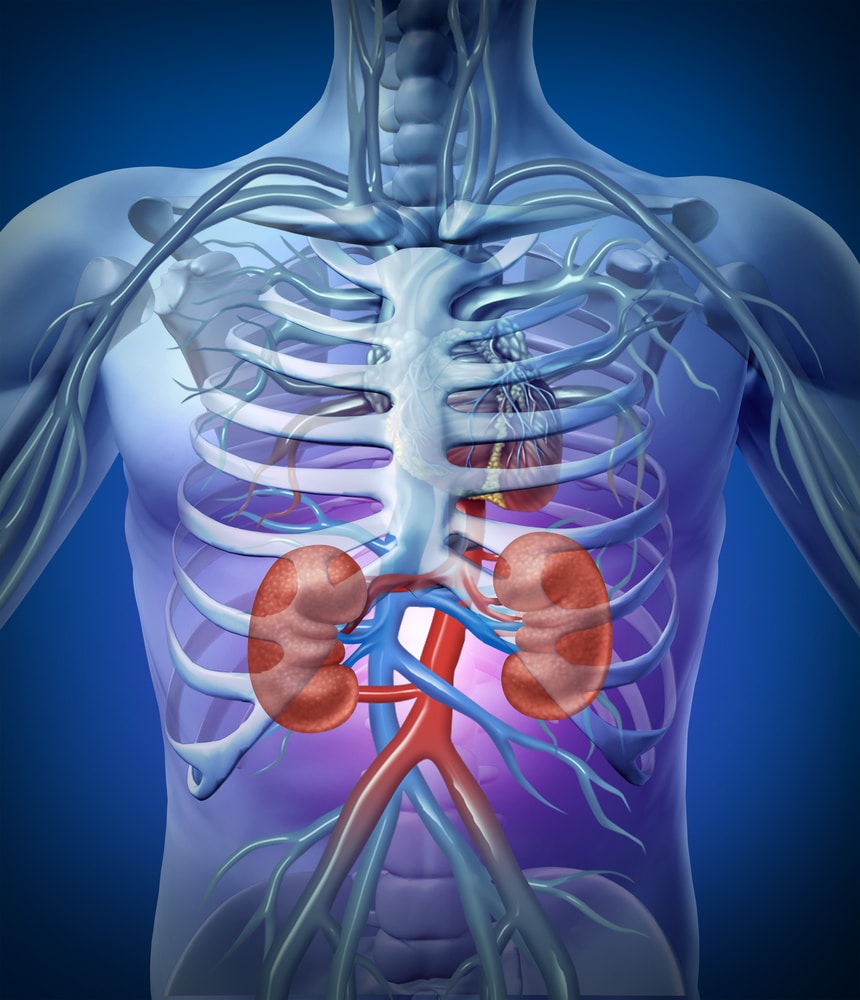 Are The Kidneys Located Inside Of The Rib Cage : Sudden Sharp Pain ...