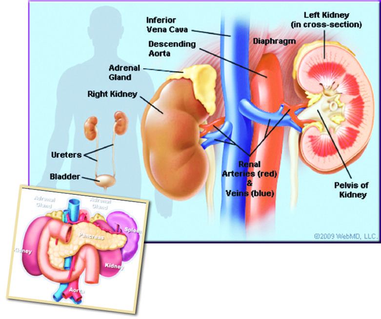 Are you at risk of kidney failure?  The Sun Nigeria