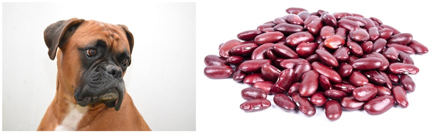 Benefits Of Kidney Beans For Dogs