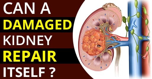 Can a damaged kidney repair itself?