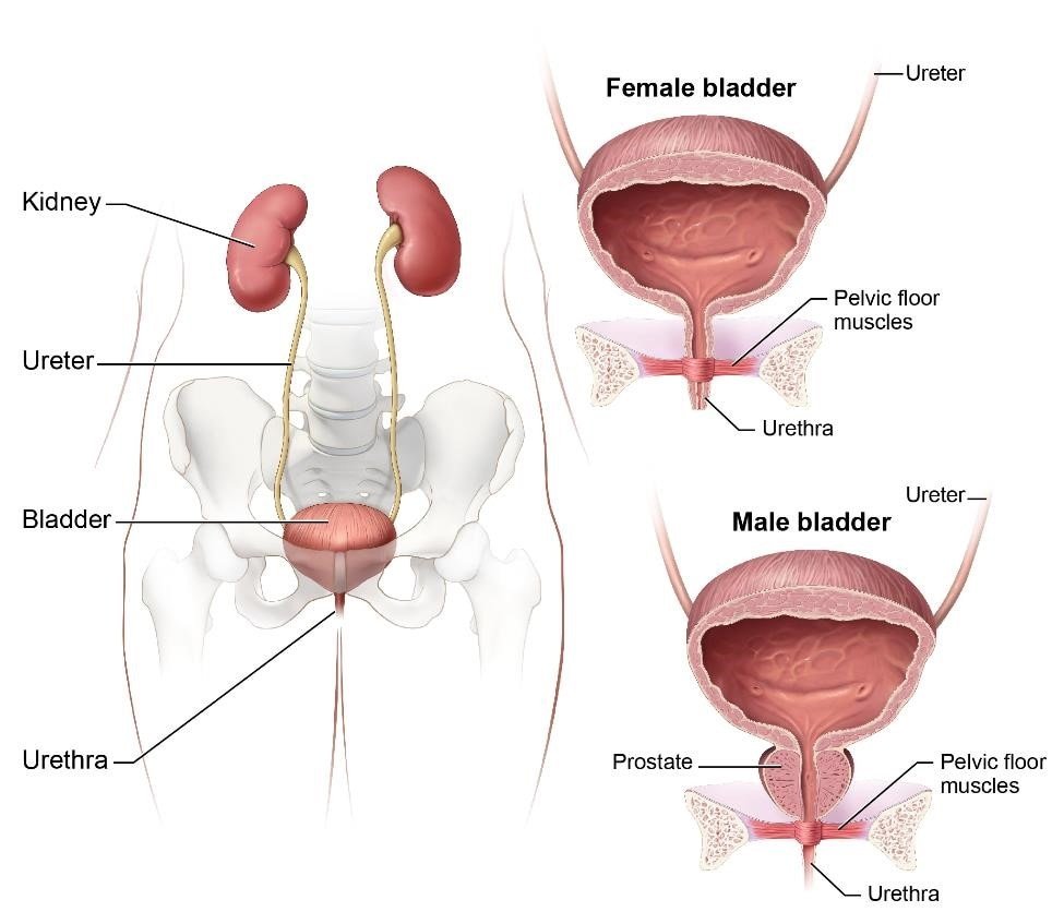 can-urine-retention-cause-kidney-damage-healthykidneyclub