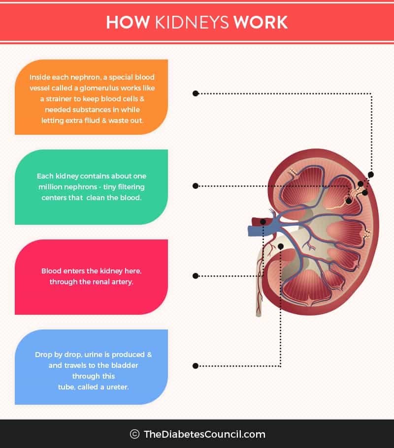 Can Diabetes Damage Your Kidneys