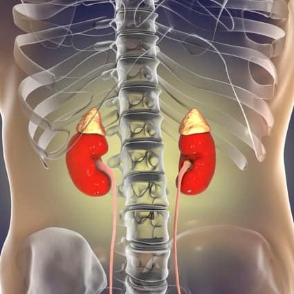 Can we survive with just one kidney?