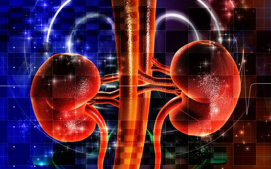 Can You Live with Just One Kidney?