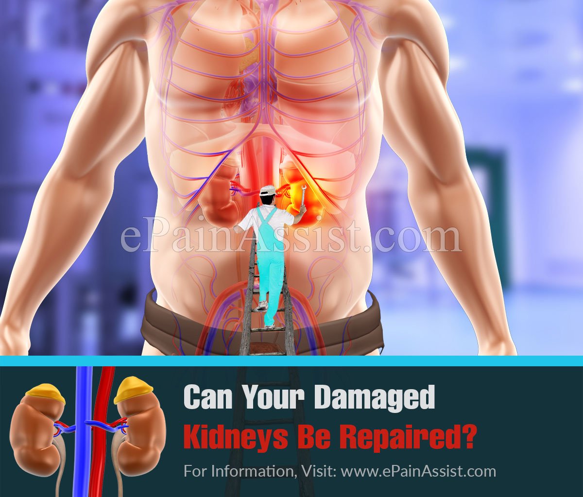 Can Your Damaged Kidneys Be Repaired?