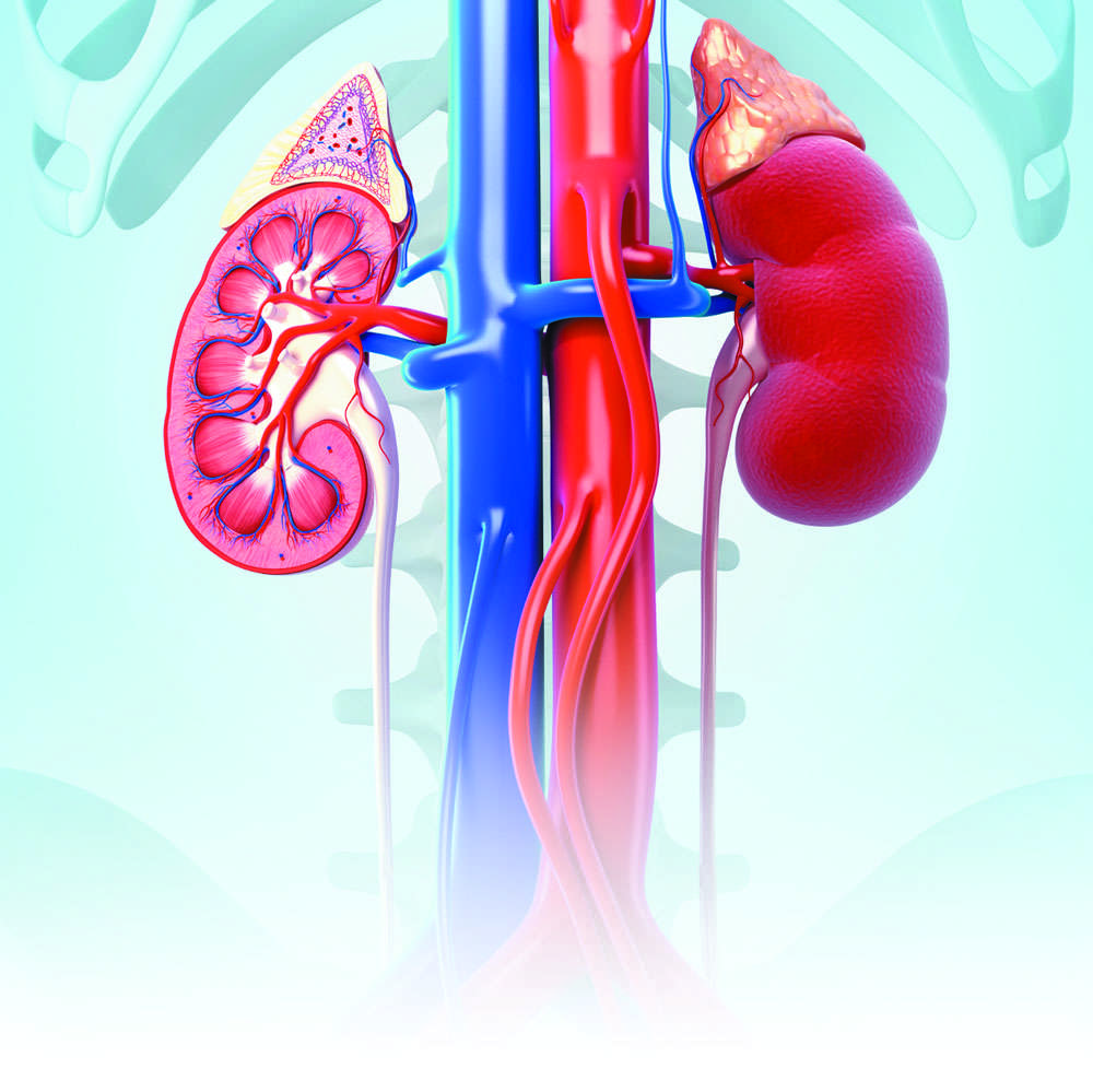 Caring For Your Kidneys