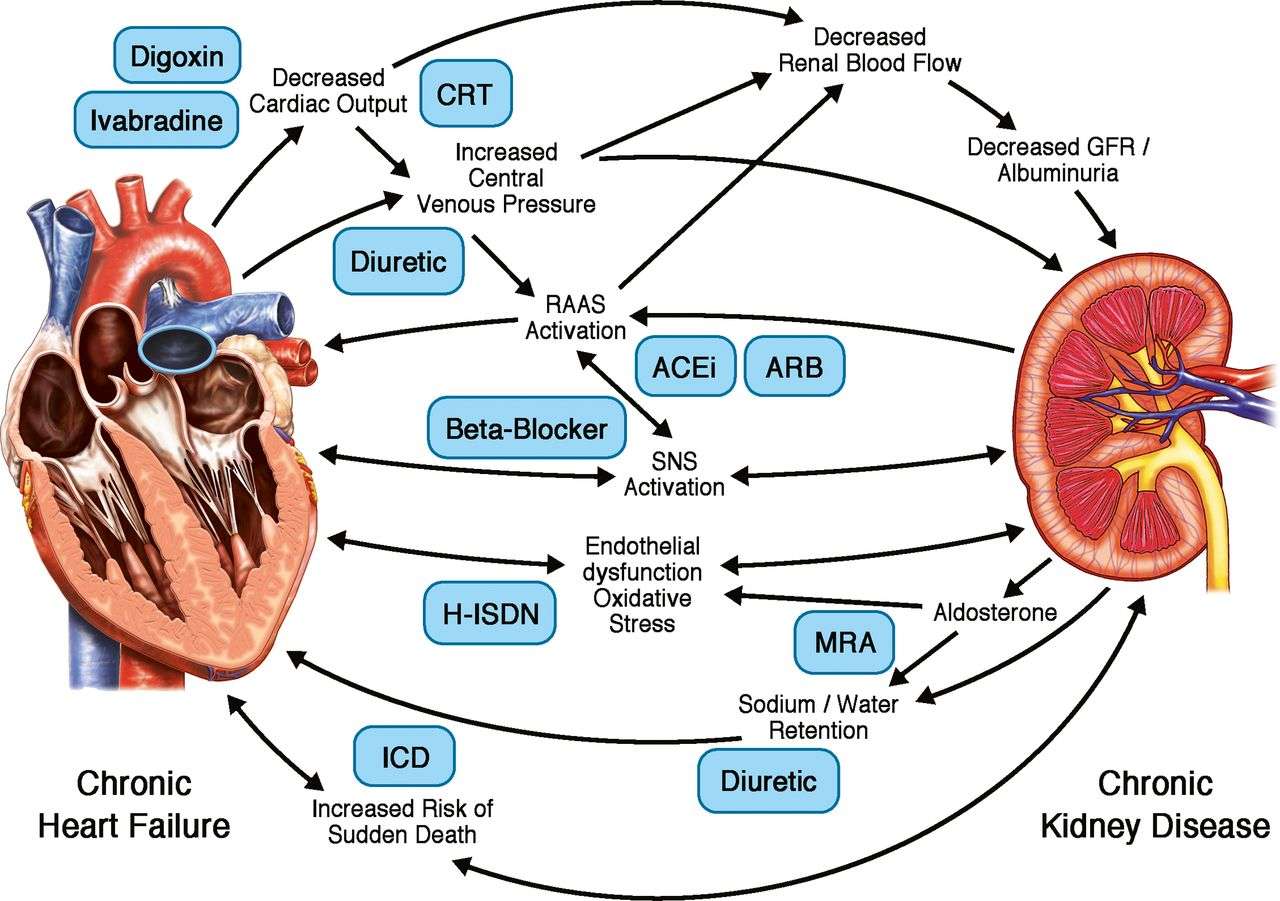 Chronic Kidney Disease and your Heart