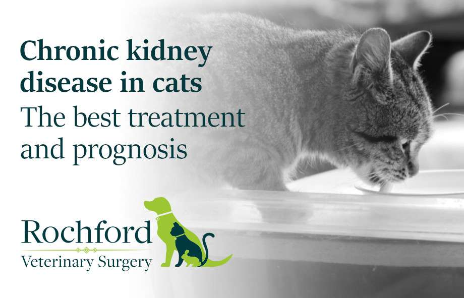 How To Treat Chronic Kidney Disease In Cats