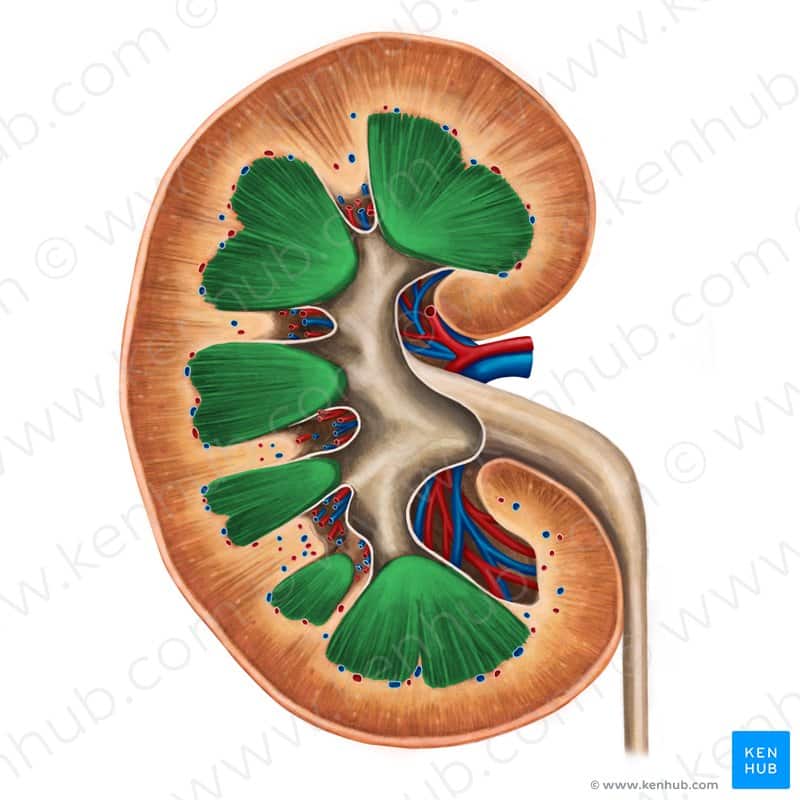 Coronal Section of the kidney: Anatomy and function