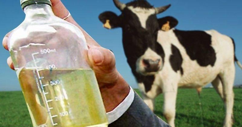 Cow Urine Can Cure Many Diseases, To Be Used In Cancer ...
