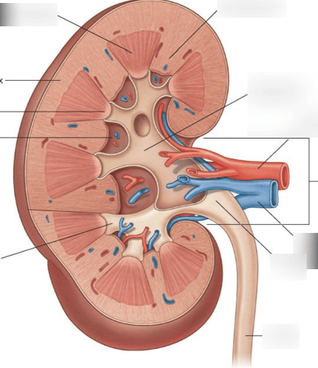 Diagram Kidney Parts
