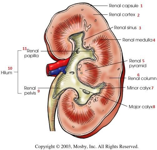 Diagram Of Kidney Connect