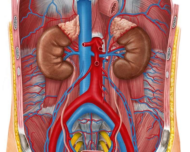 how-do-kidneys-and-liver-work-together-healthykidneyclub