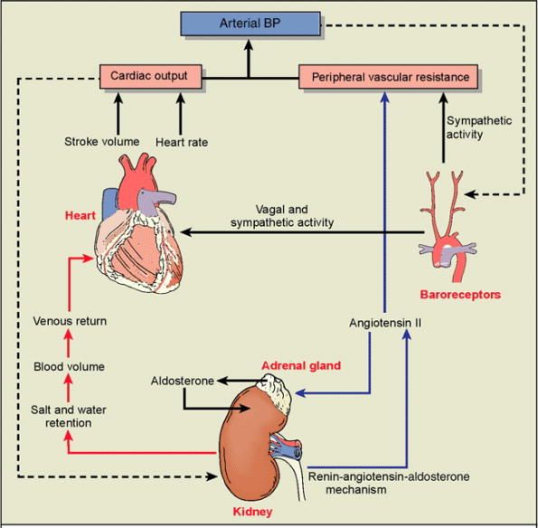 Do The Kidneys Help Regulate Blood Pressure