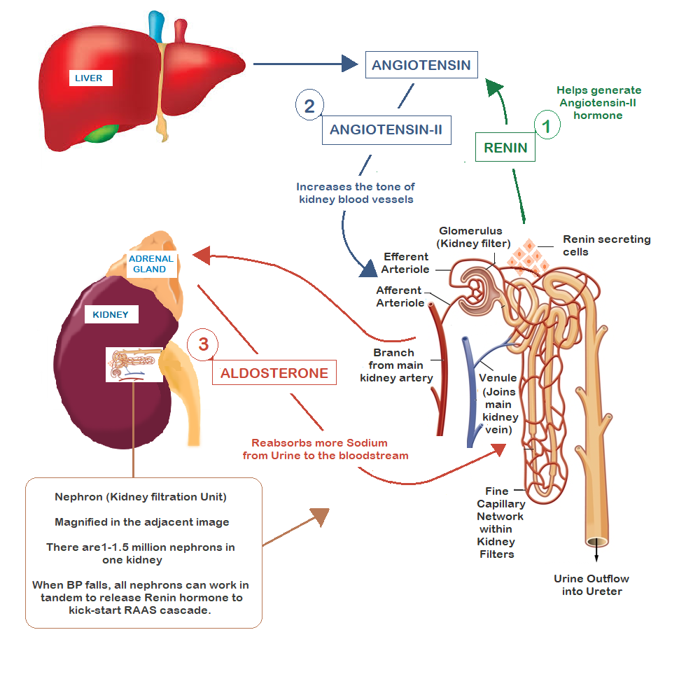 Does Kidney Function Affect Blood Pressure
