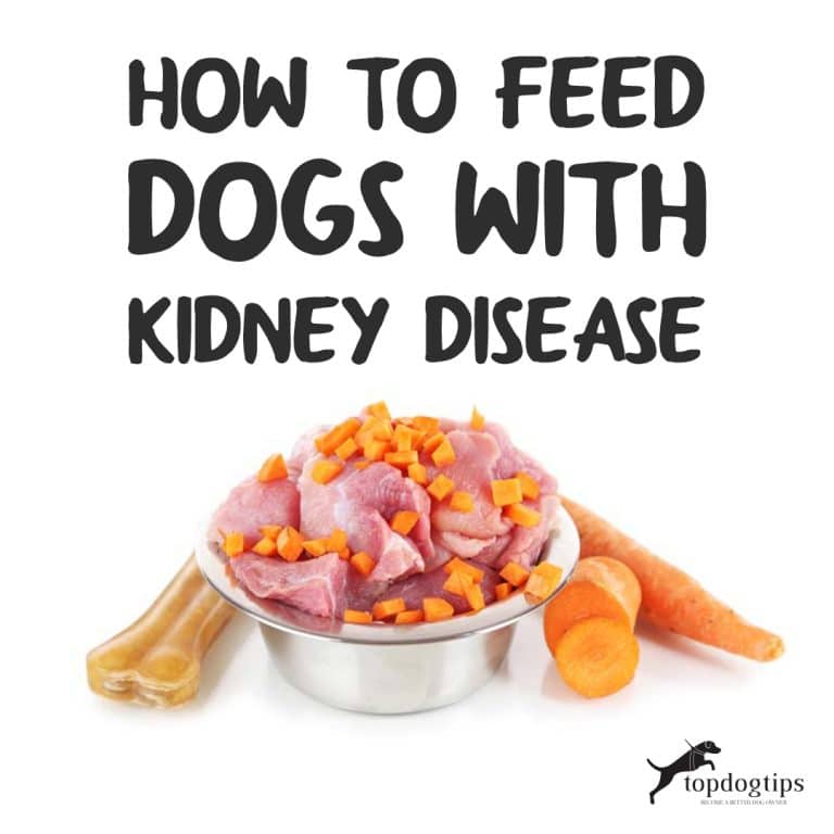 Dog Kidney Disease Diet 101: Evidence