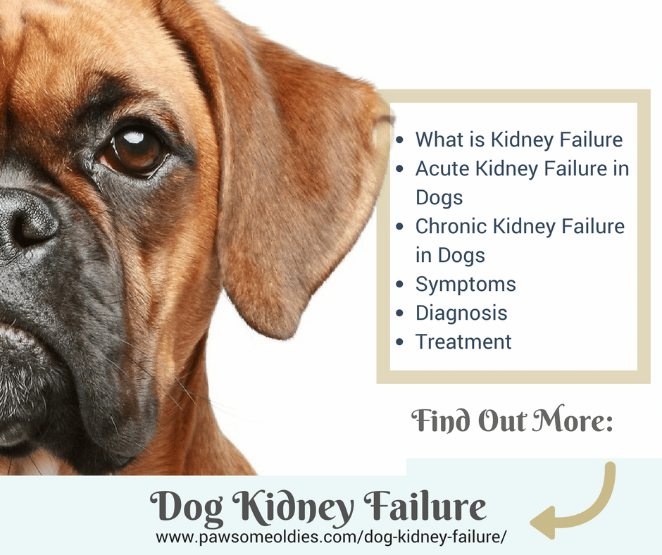 Dog Kidney Failure
