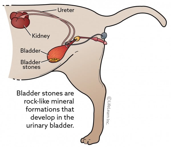 Dog Kidney Stones Surgery Cost Uk