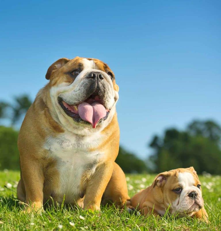 English Bulldog Lifespan: How Long Do English Bulldogs Live?