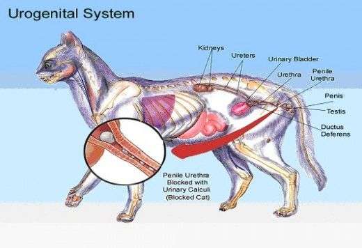 how-to-tell-if-a-cat-s-kidneys-are-failing-healthykidneyclub