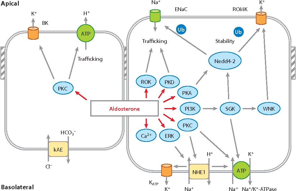 Figure 1 from Mechanisms underlying rapid aldosterone effects in the ...