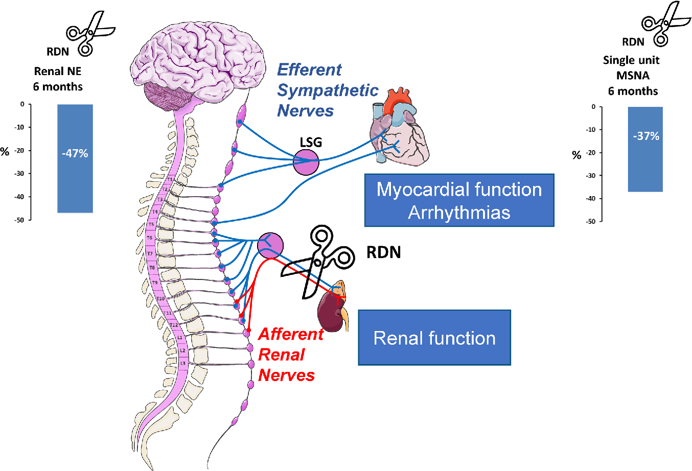 Figure 3 from Modulation of renal sympathetic innervation ...