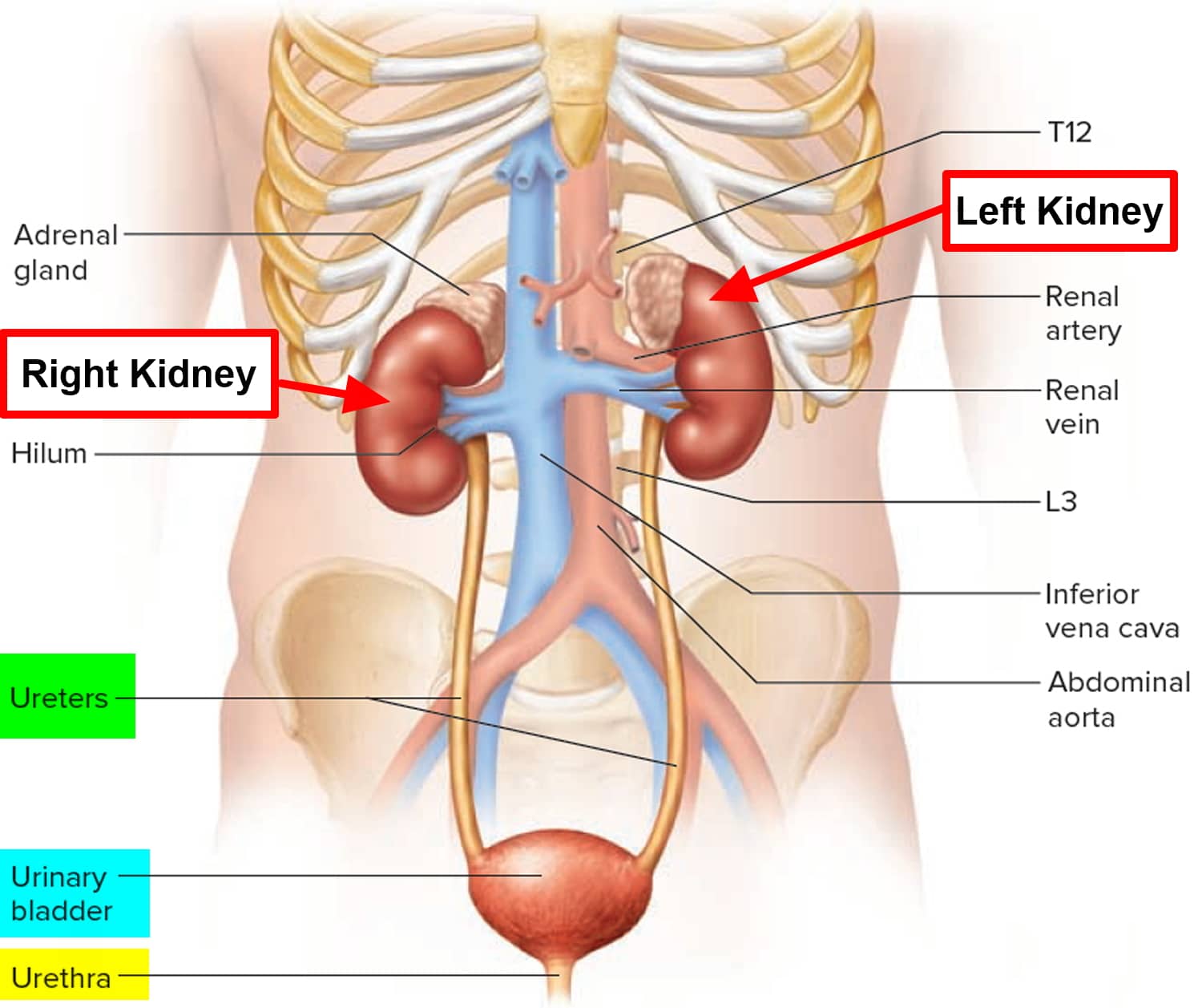 What Pain Medication Is Ok For Kidneys