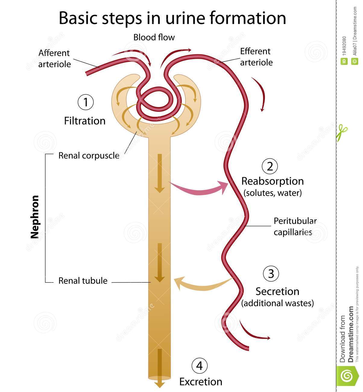 Formation of urine stock vector. Illustration of disease