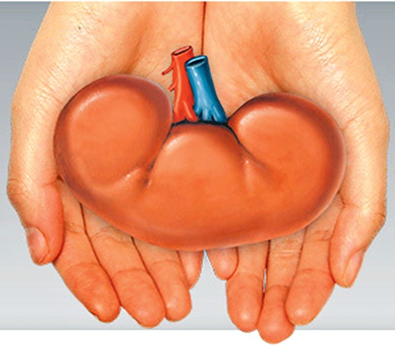 Free renal transplant service starts with two successful ...