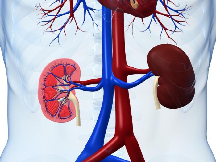 Function of Kidneys and Nephron in Human Body