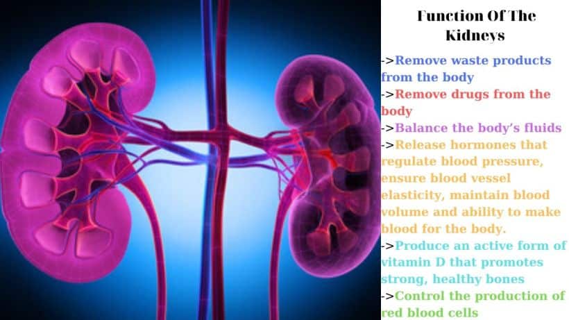 Function Of The Kidneys