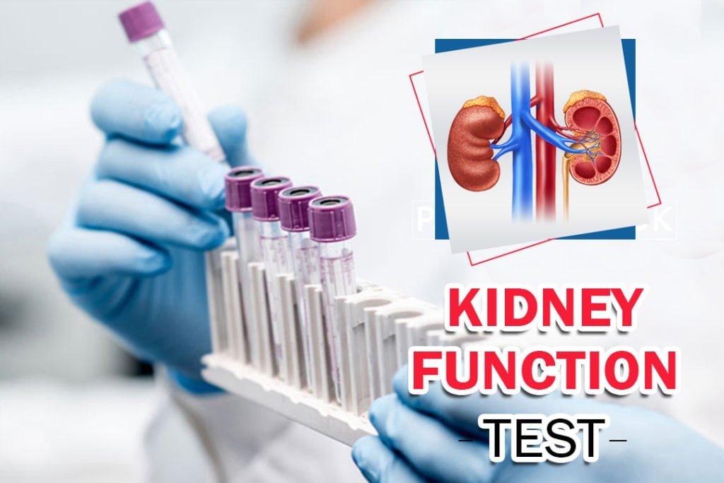 Get familiar kidney health by kidney function test