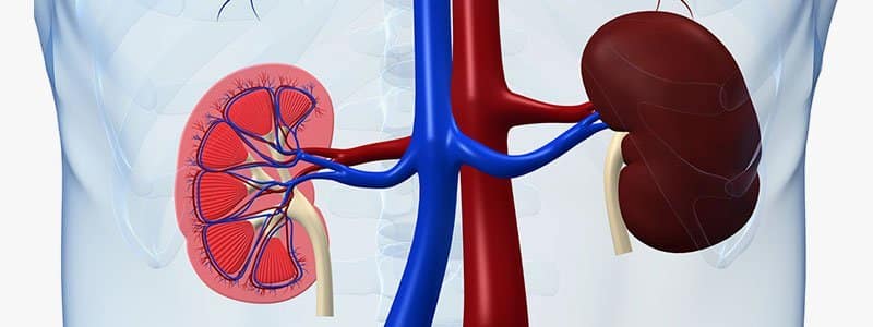Get Prerenal Causes Of Kidney Failure You Must Know