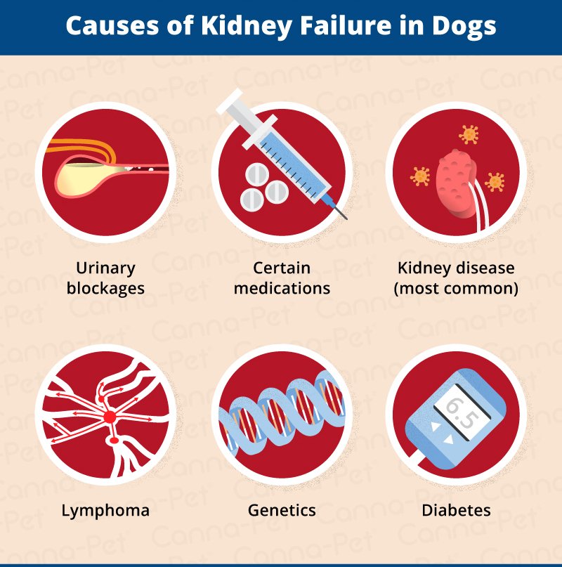 Get Why Does Kidney Failure Happen You Should Know ...