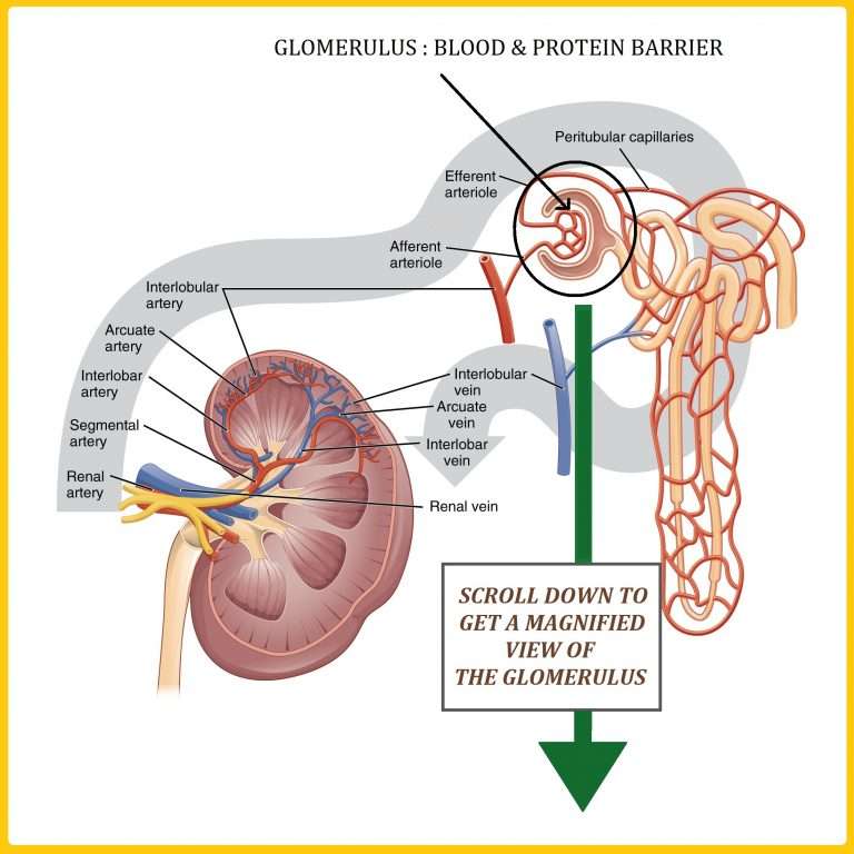 Glomerular Filtration Rate (GFR)