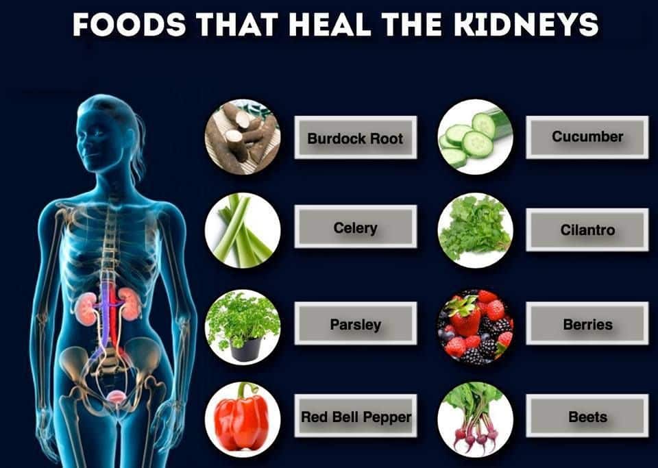 Having health issues with your kidneys? These foods can help heal your ...