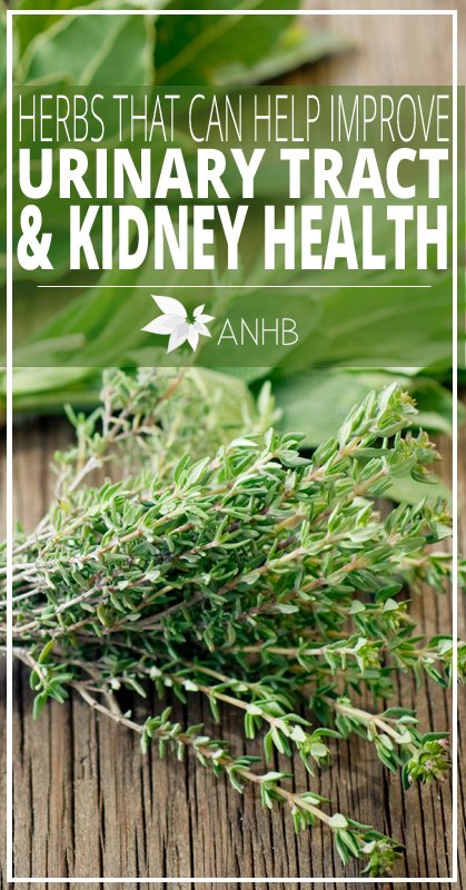 Herbs That Can Help Improve Urinary Tract and Kidney ...