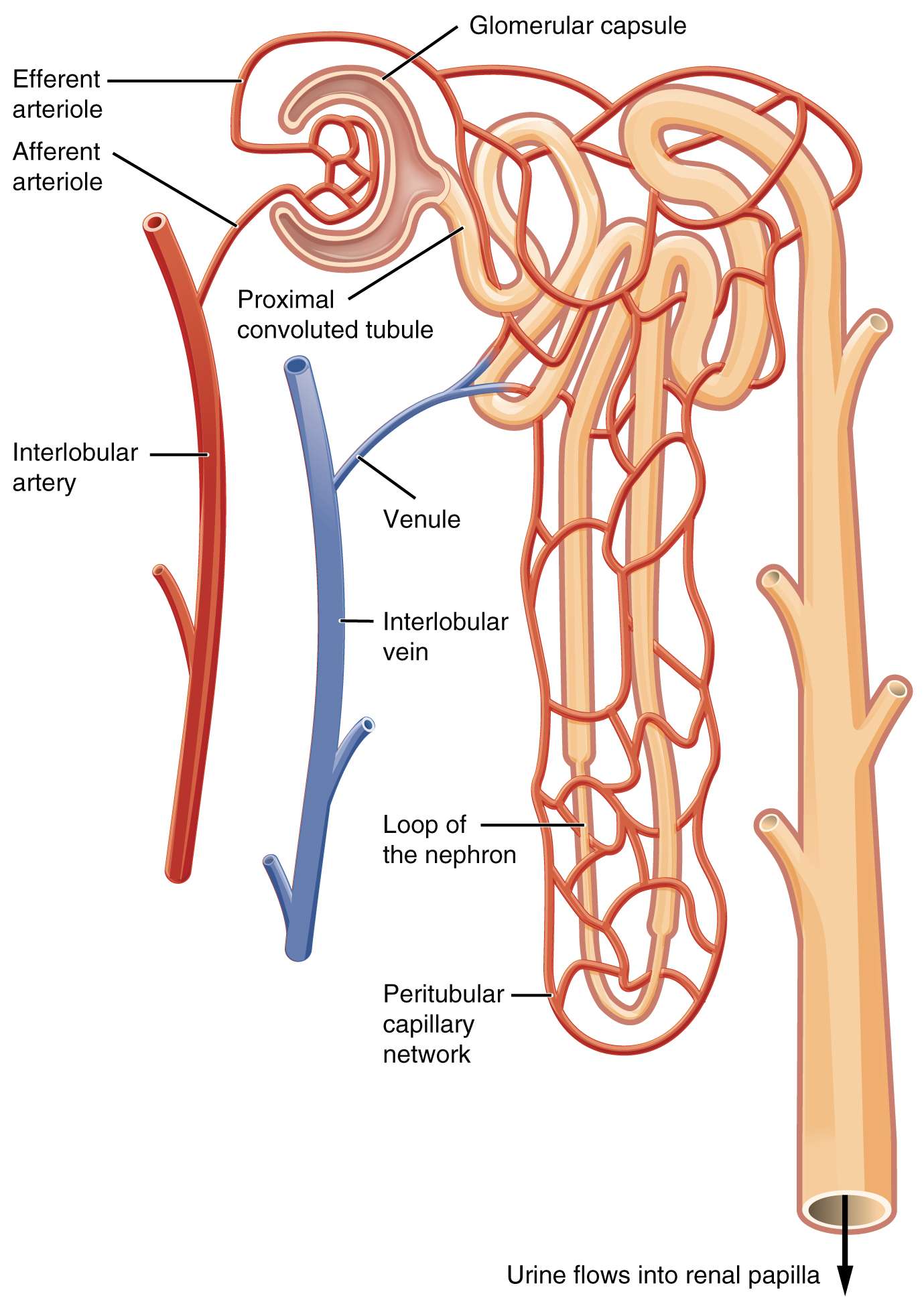 How does the functional unit of Kidney works (Nephron)? Give a detailed ...