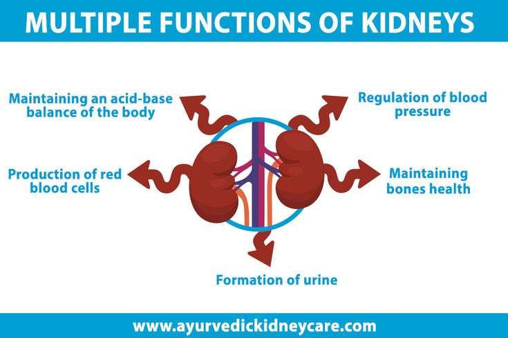 How Long Can Someone Live Once Their Kidneys Shut Down?