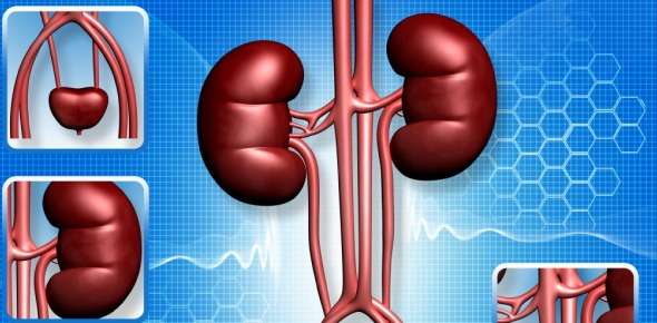 How many kidneys does a human being typically have?