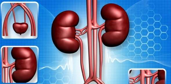 How many kidneys does a human being typically have ...